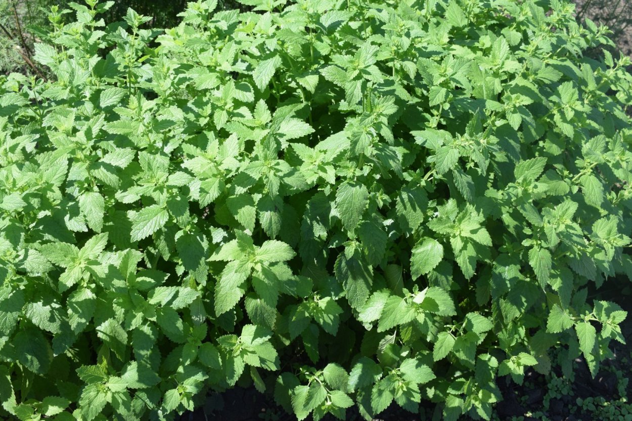 Мелисса лимонная плазма