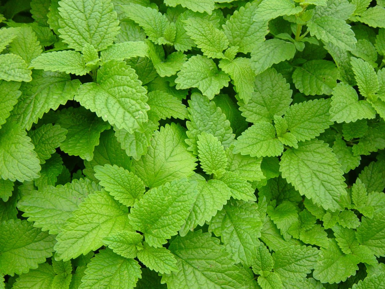 Тархун и мята зелень