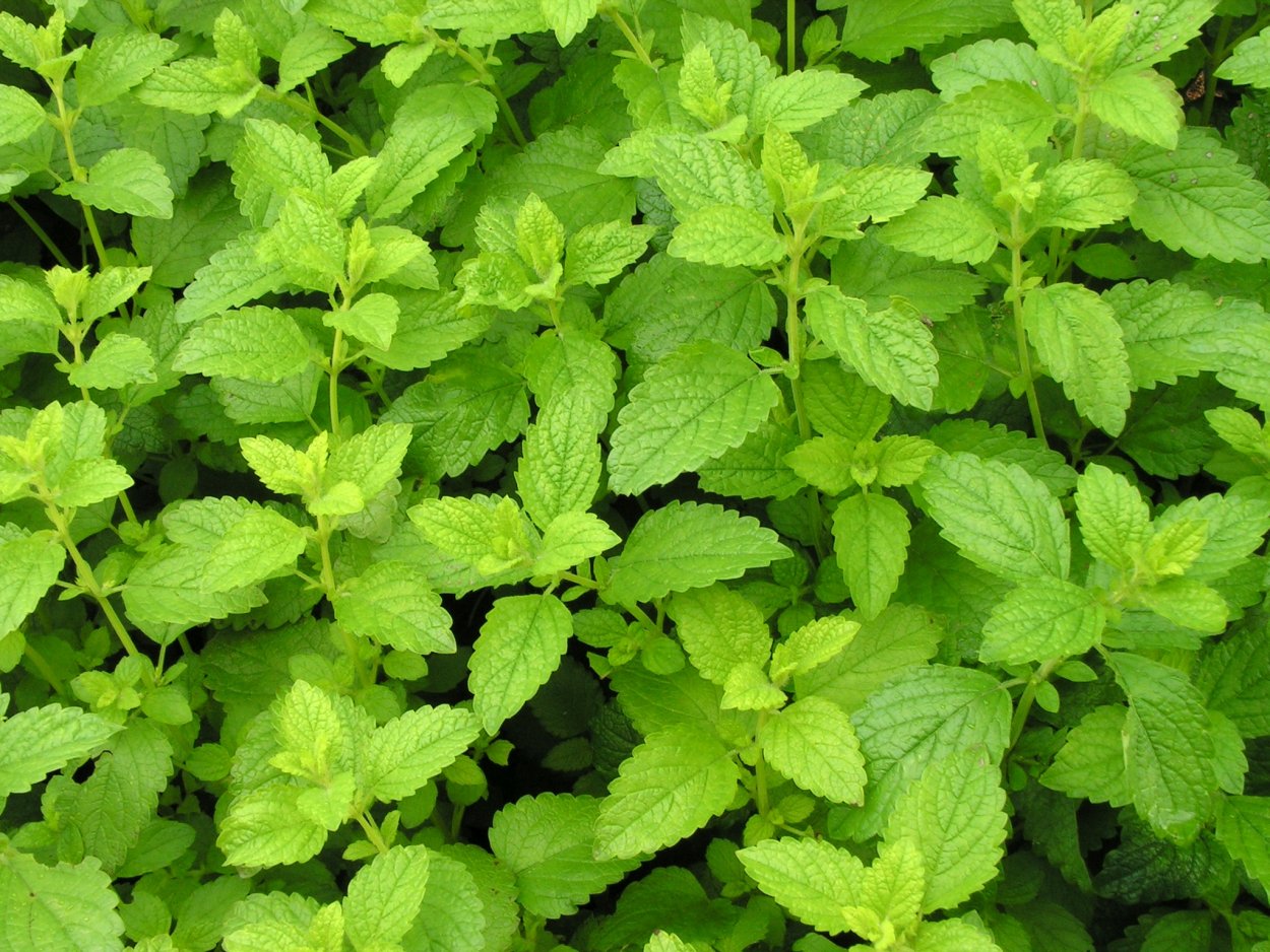 Базилик - Ocimum d10 h15