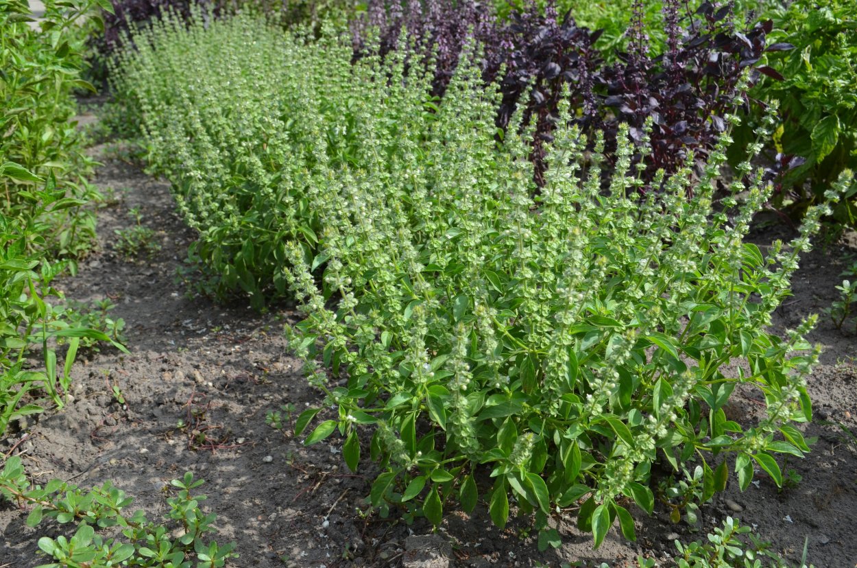 Мелисса желтолистная