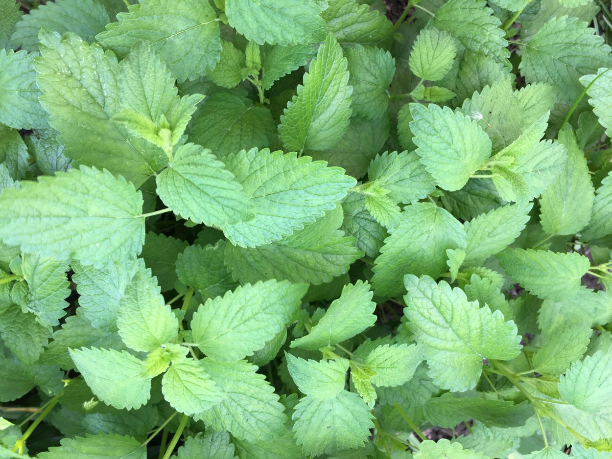 Мелисса Эрфуртская прямостоячая