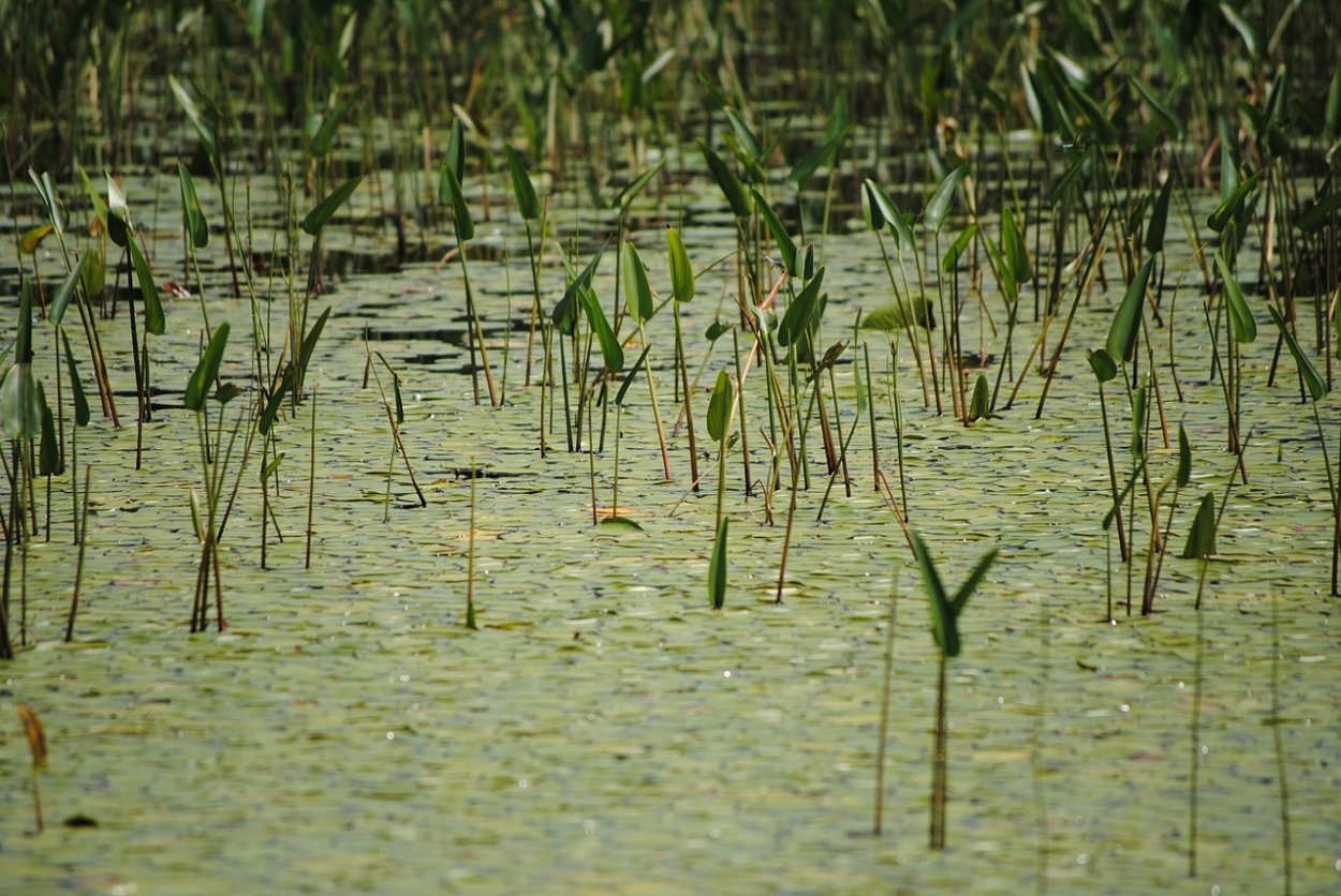 Растительность на болоте