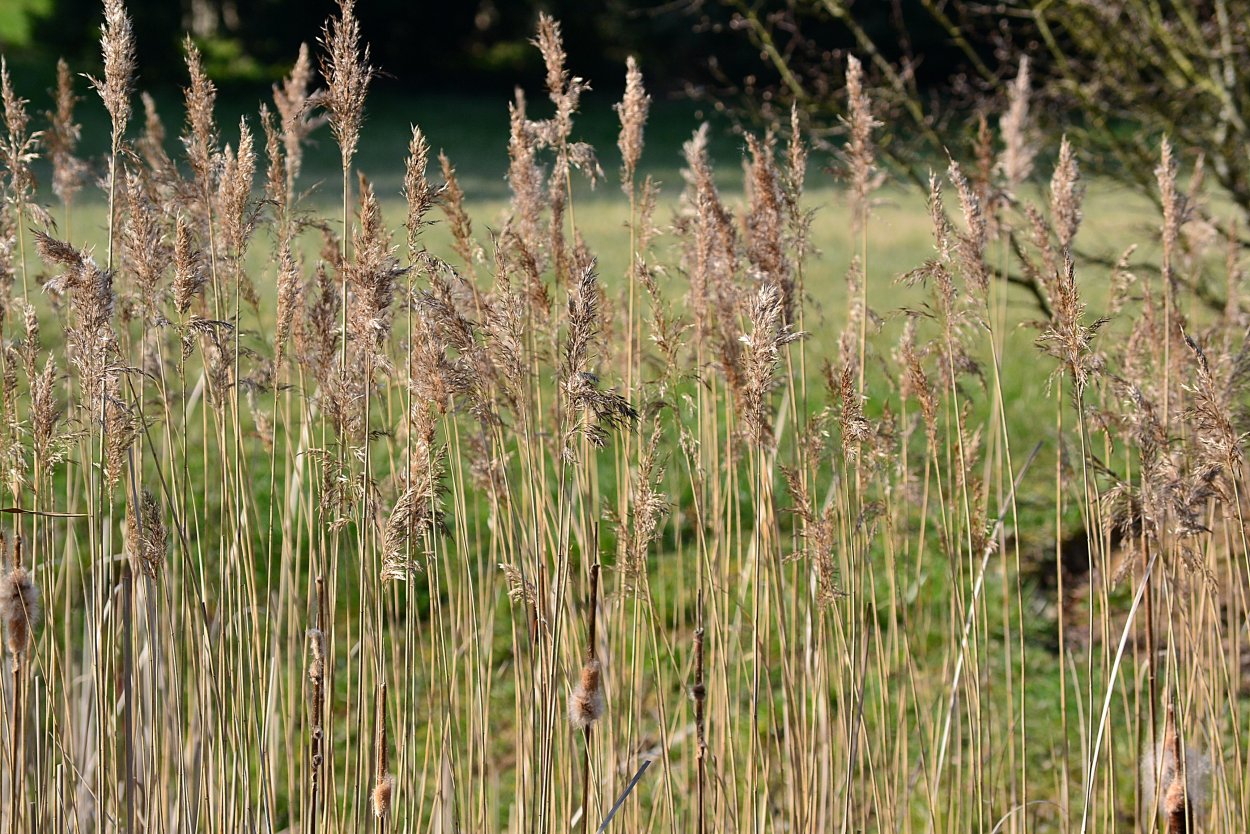 Вейник болотный на болоте