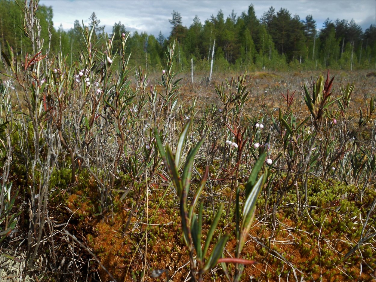 Растительность на болоте