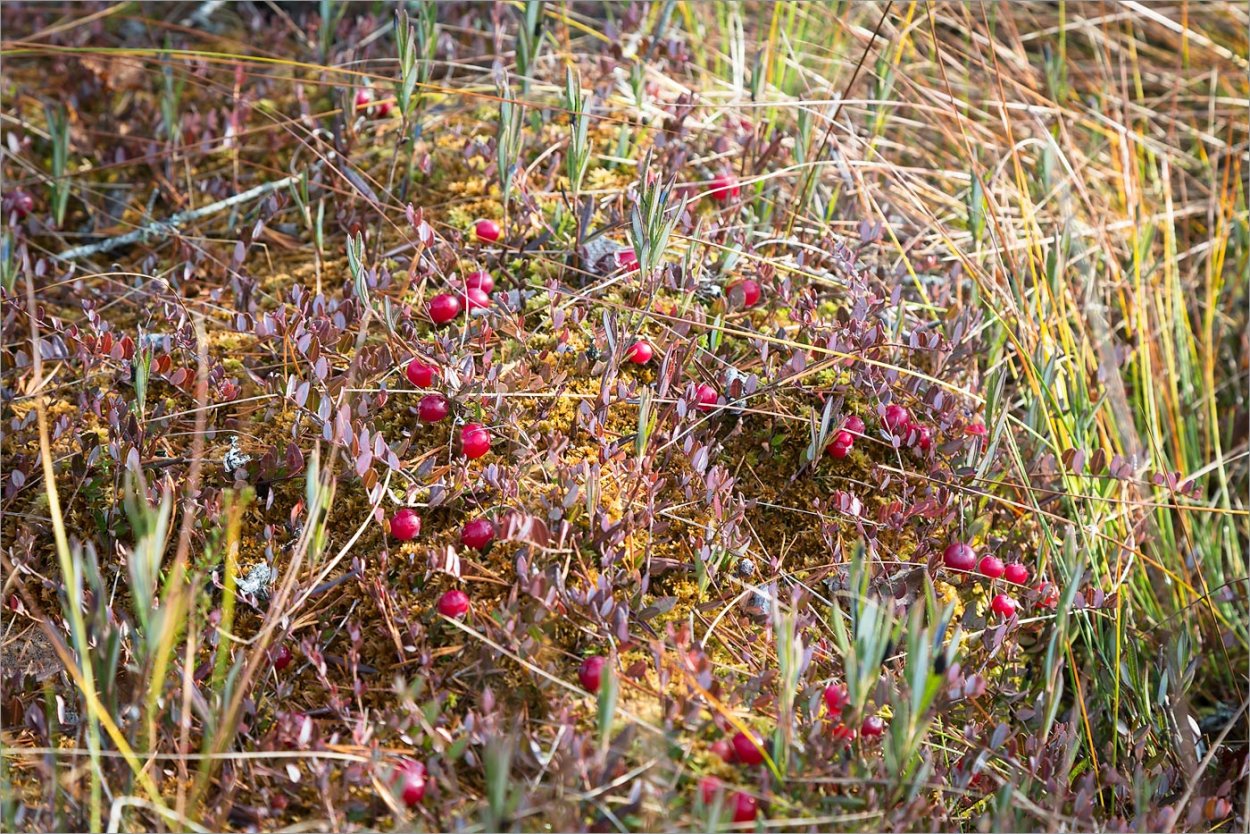 Болота клюква,багульник