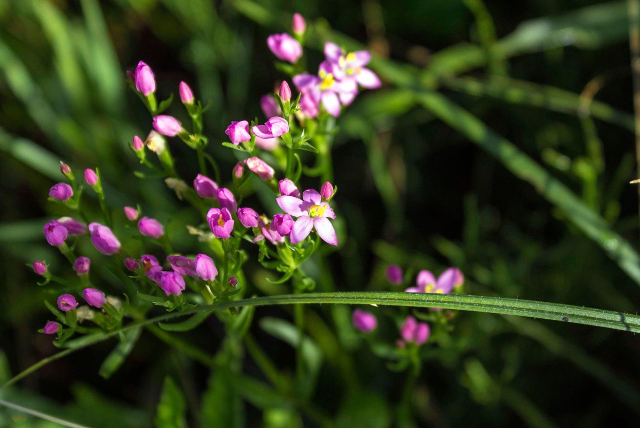 Амброзия золотарник