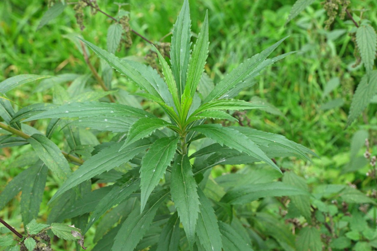 Золотарник Жозефина