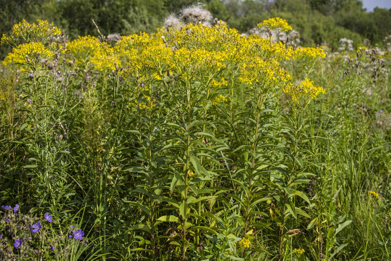 Амброзия растение