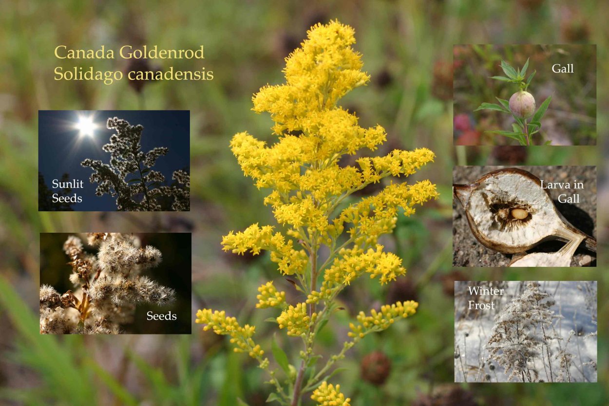 Золотарник солидаго