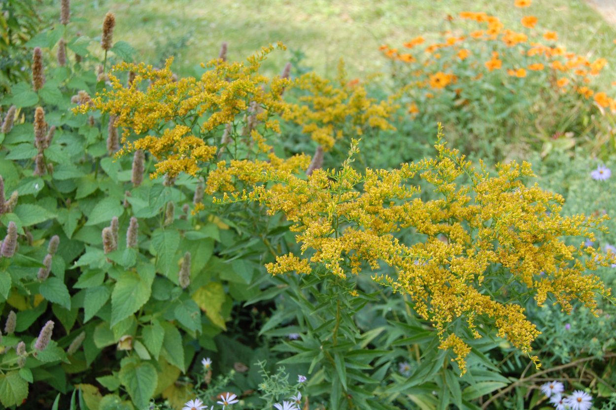 Крестовник осот золотарник