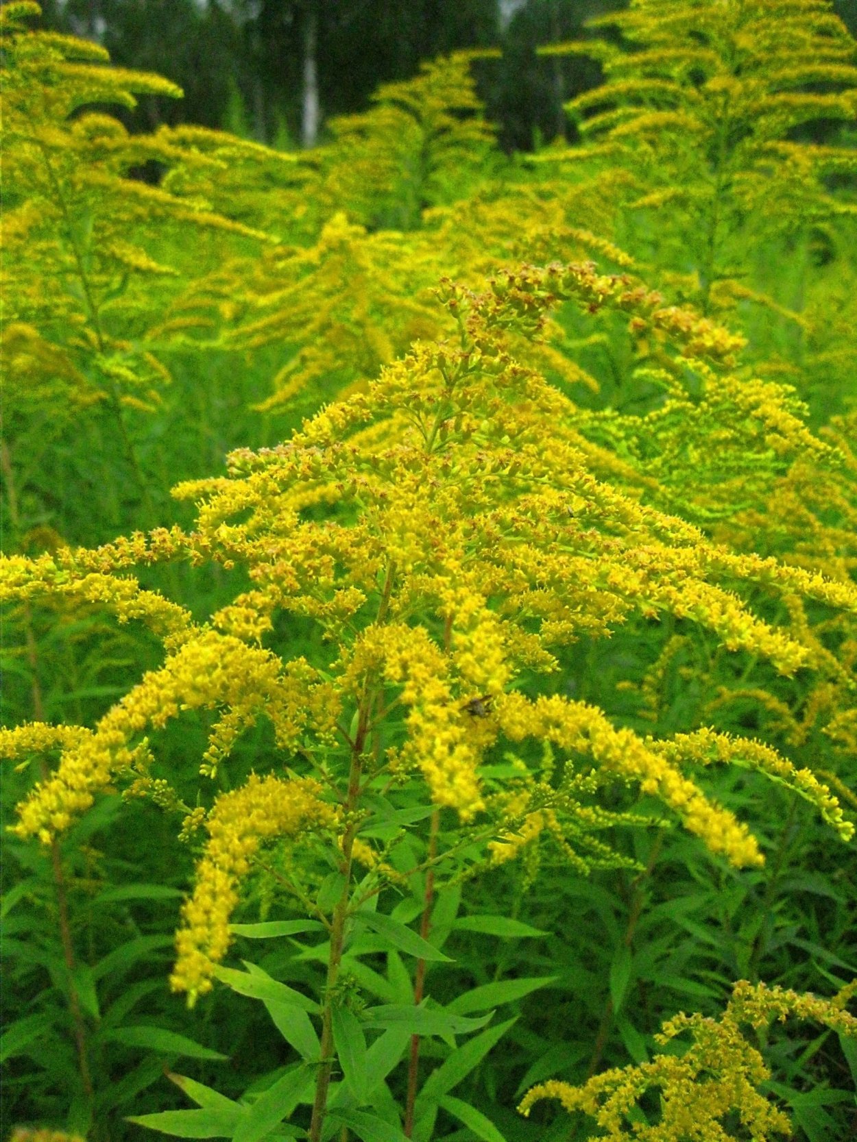 Золотарник солидаго