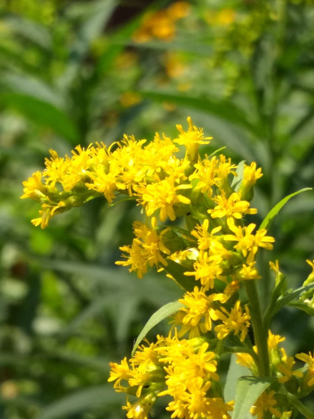 Золотарник обыкновенный (Solidago virgaurea