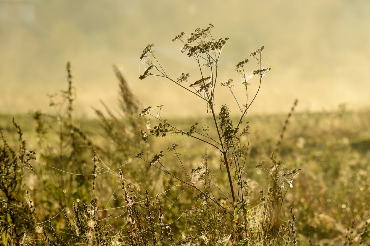 Полевые растения