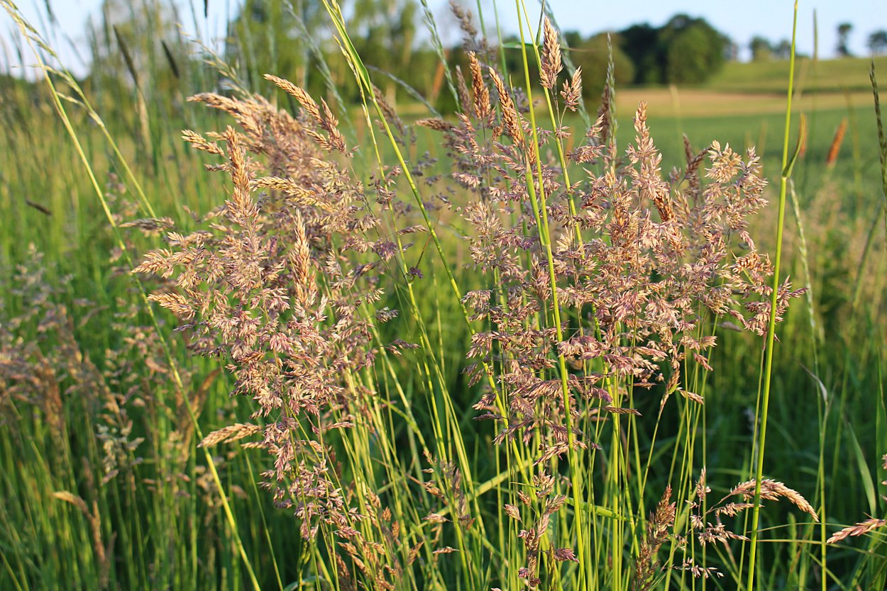 Луговая трава с кисточками