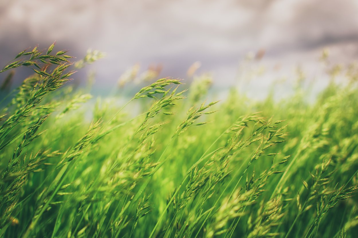 Лето зелень