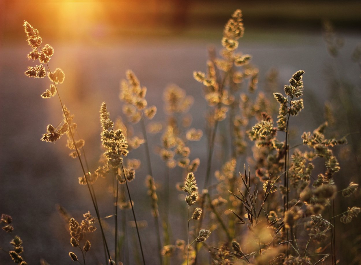 Красивая сухая трава