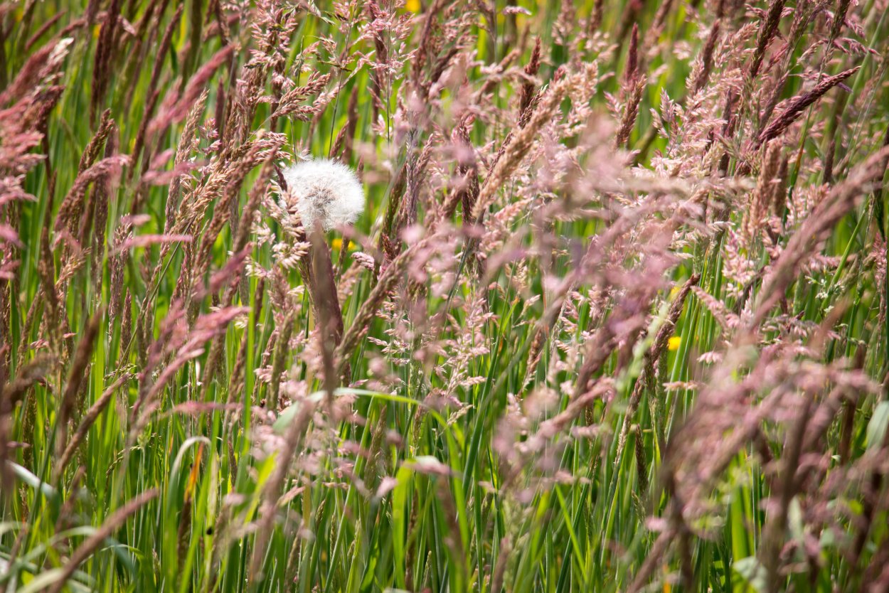 Злаки Подмосковья Дикие
