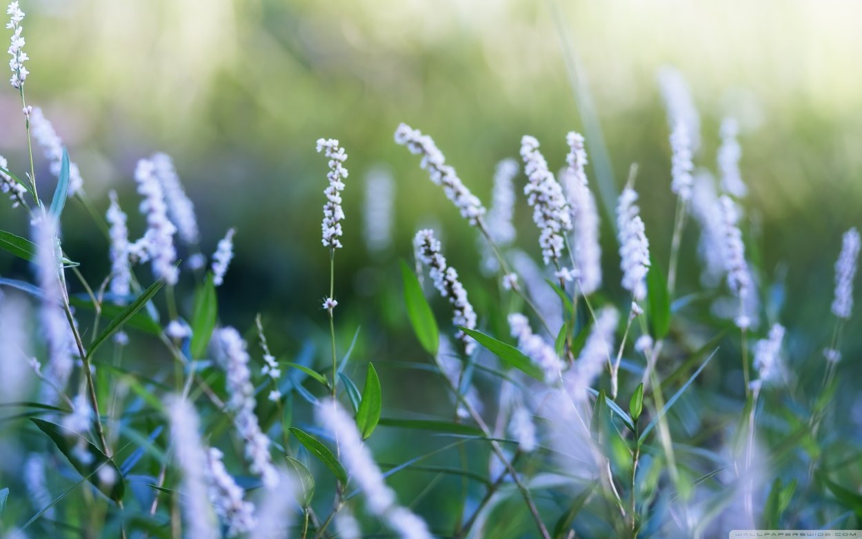 Самая красивая трава