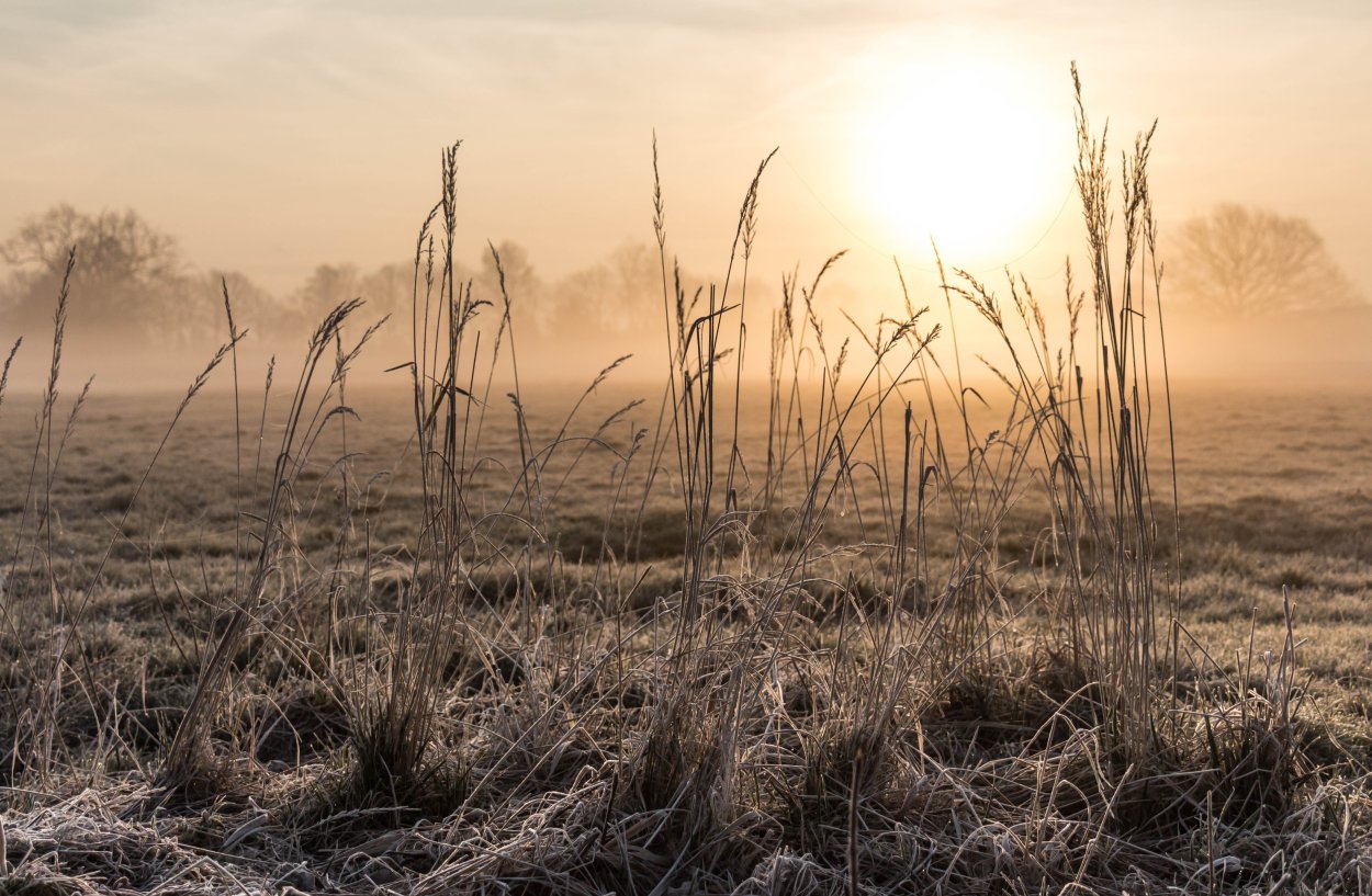 Туман в степи