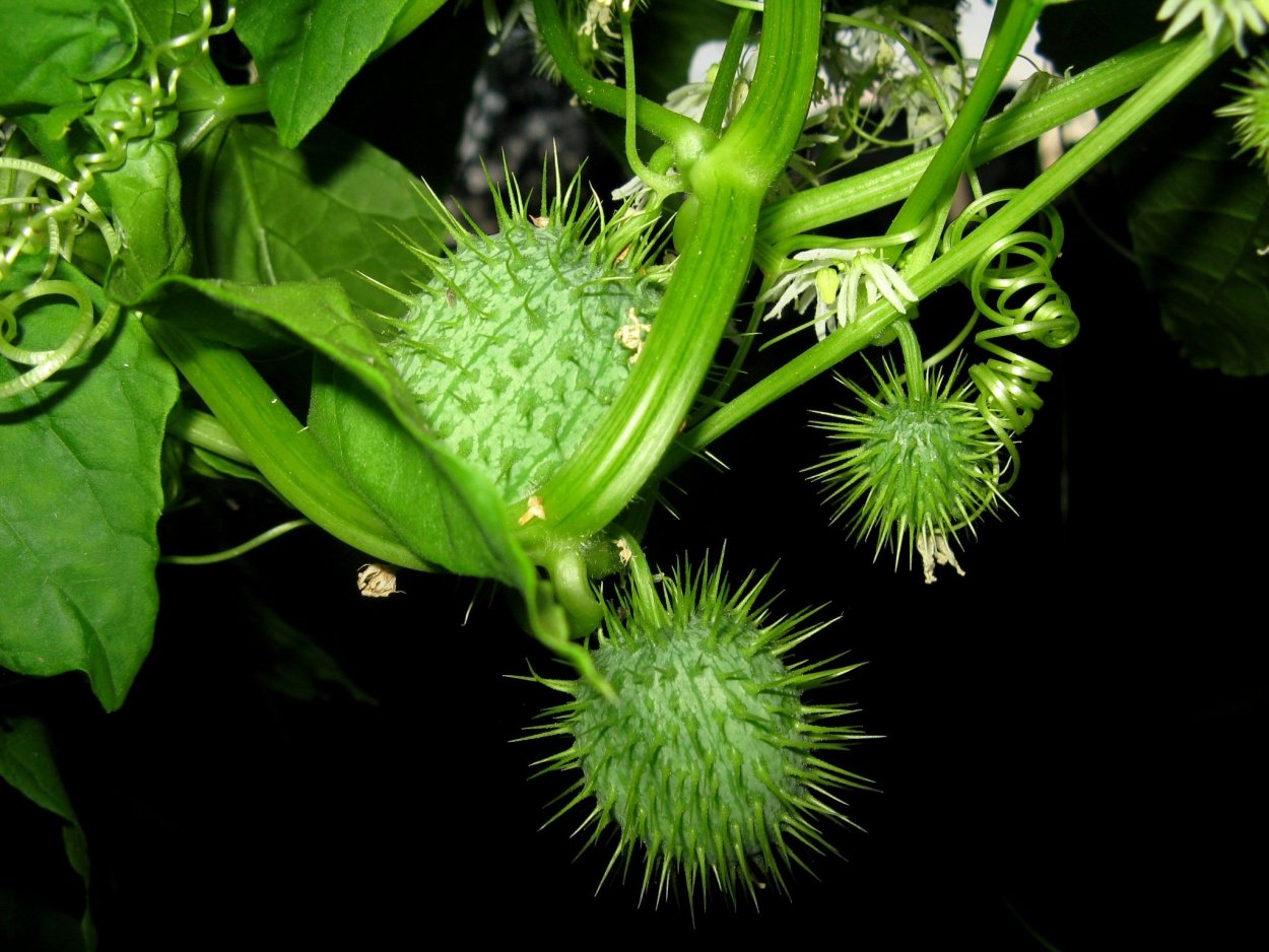 Эхиноцистис бешеный огурец