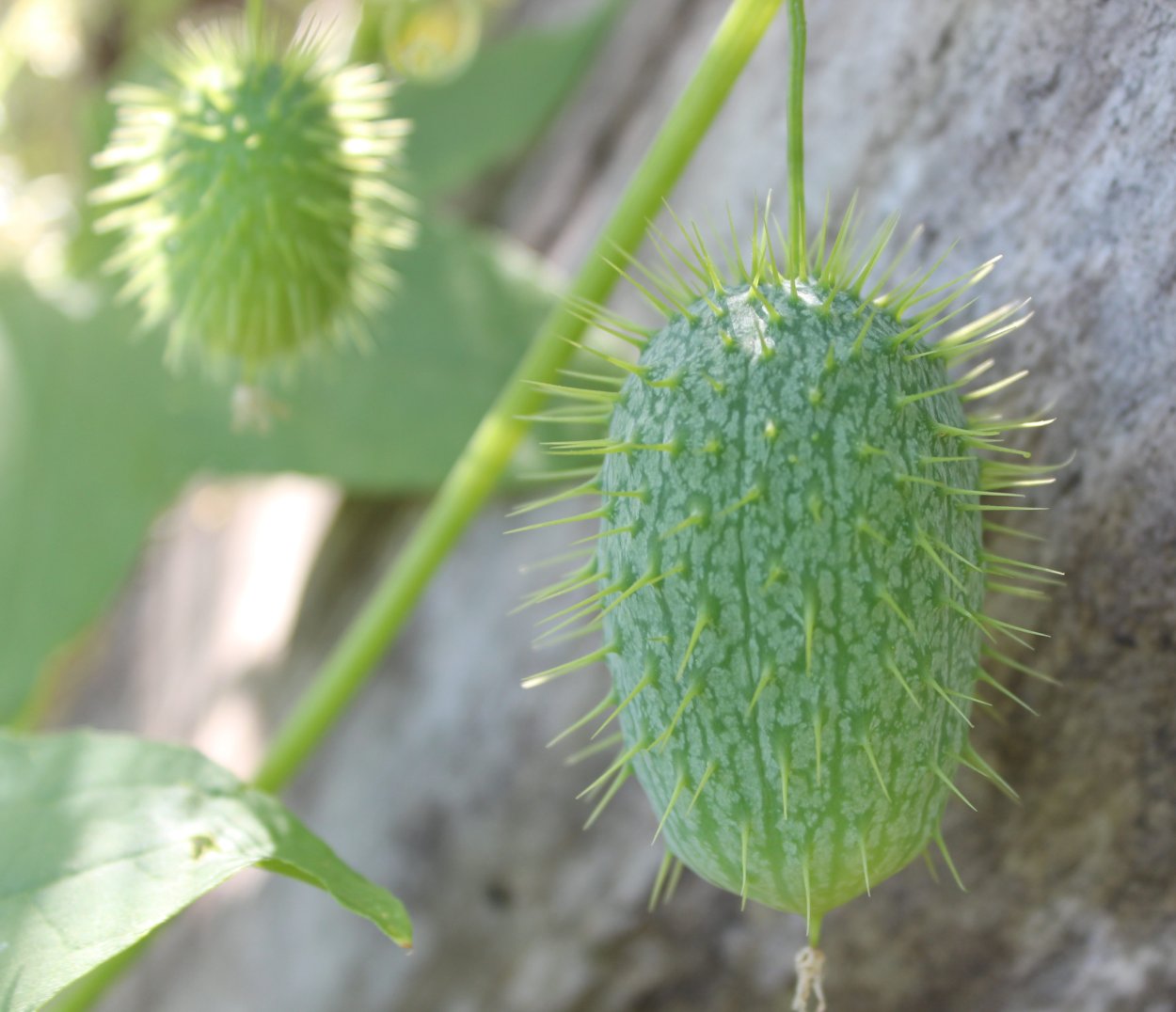 Эхиноцистис лопастный бешеный огурец