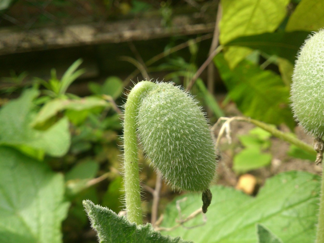 Бешеный огурец