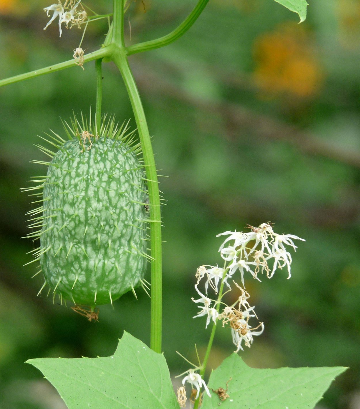 Вьюнок эхиноцистис