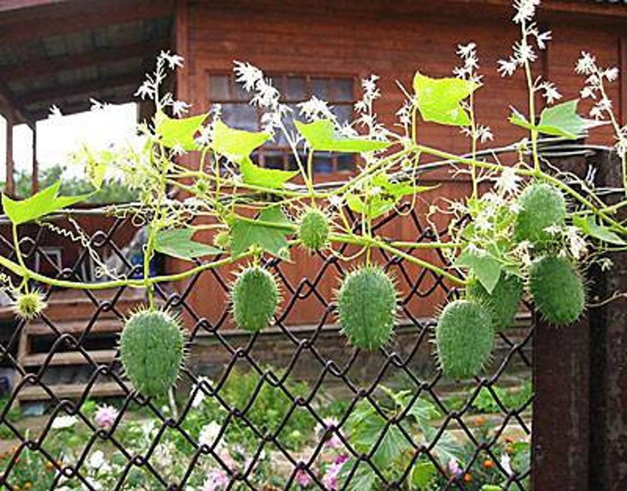 Лиана бешеный огурец