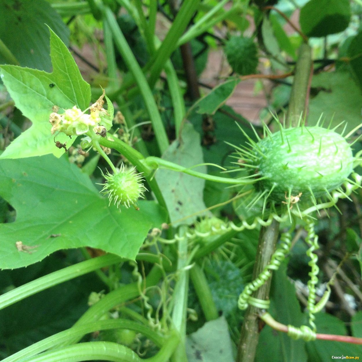 Эхиноцистис (дикий огурец)