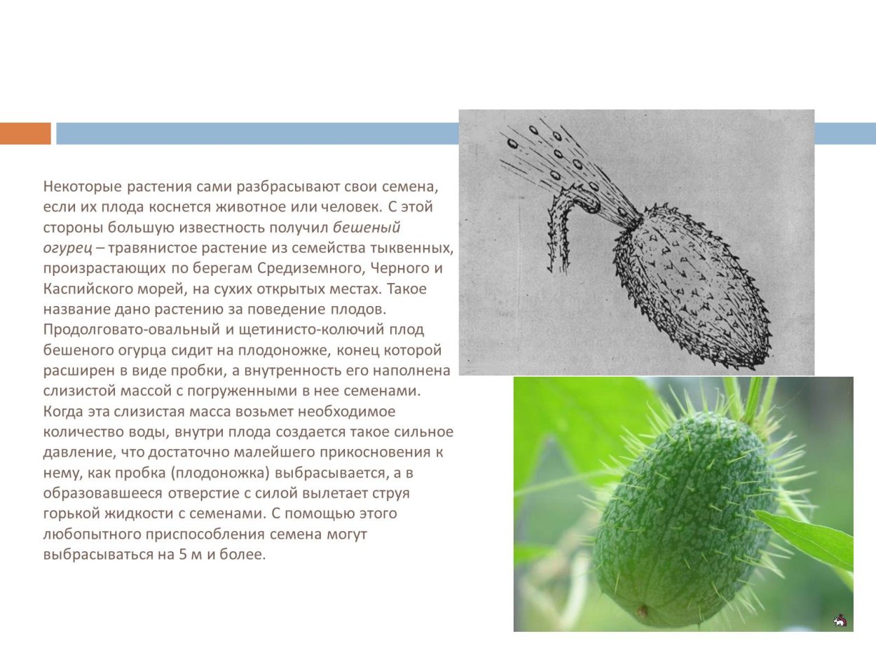 Бешеный огурец способ распространения семян