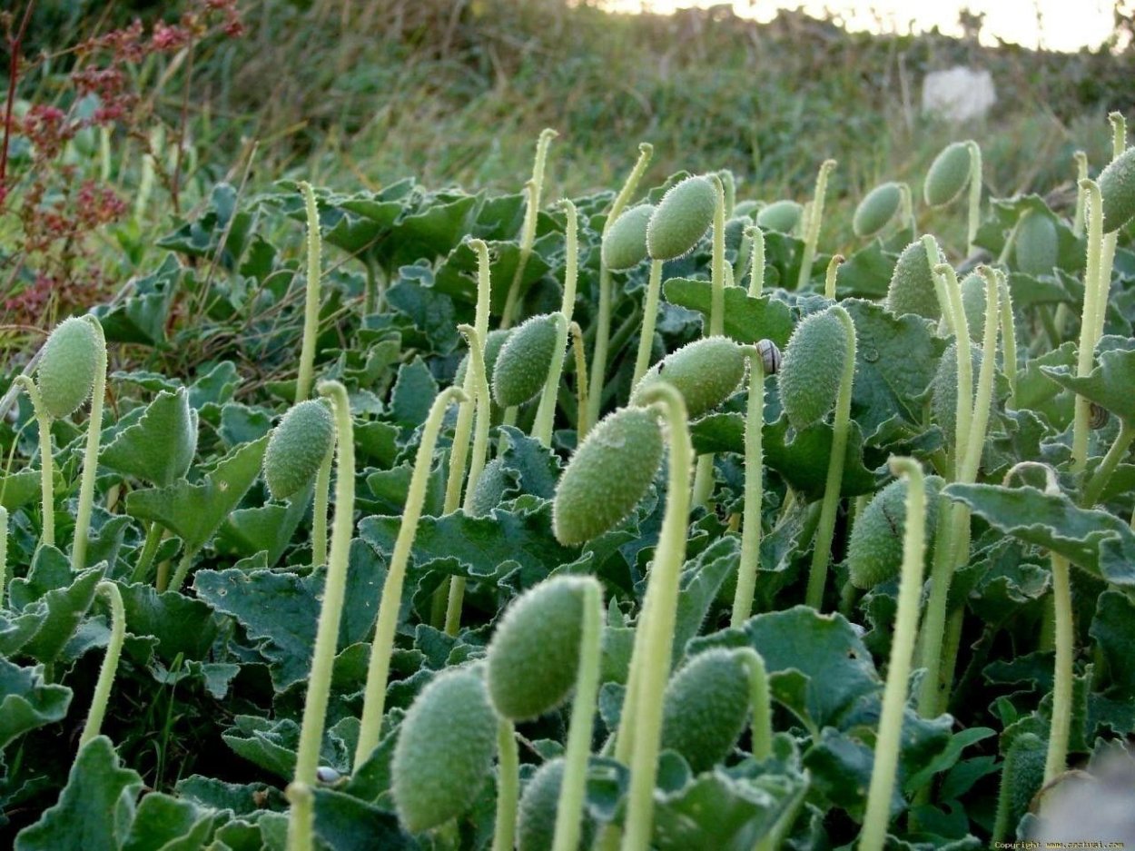 Бешеный огурец Ecballium elaterium