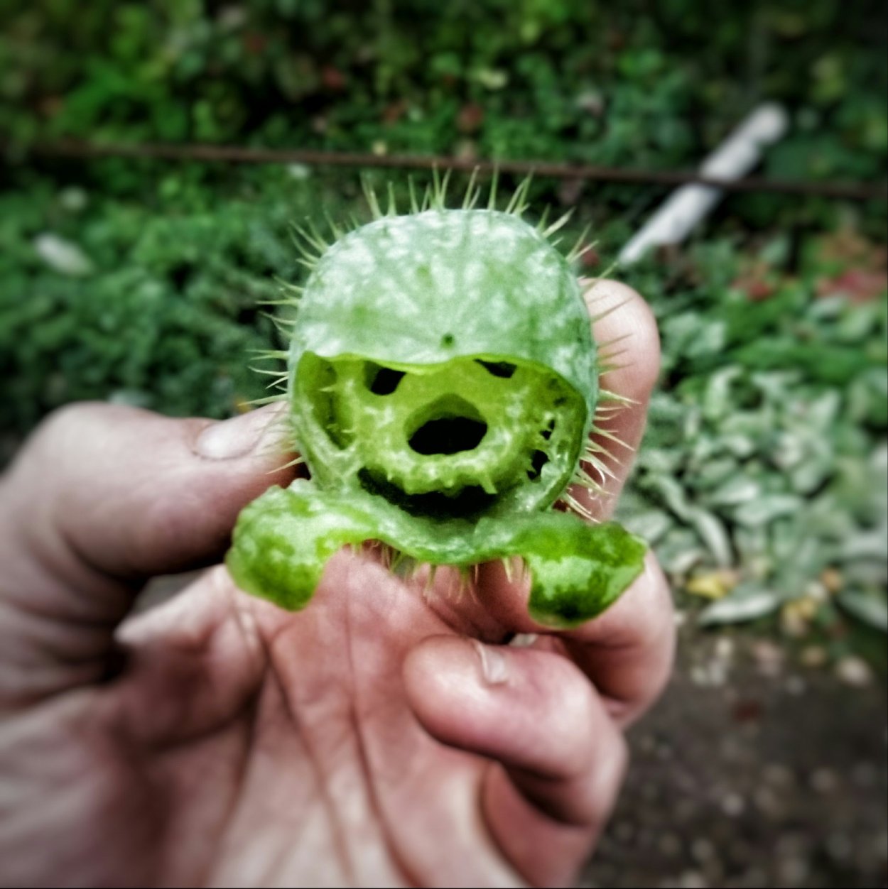 Дикий огурец растение