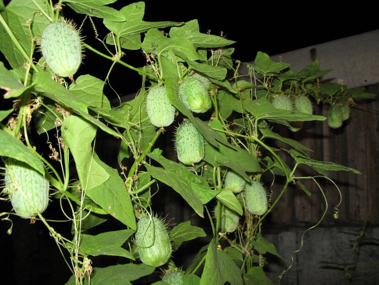 Вьюн бешеный огурец