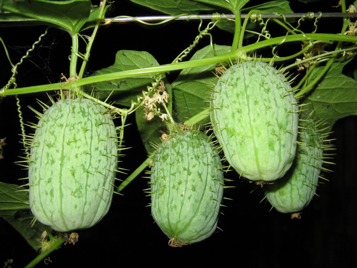 Эхиноцистис бешеный огурец семена