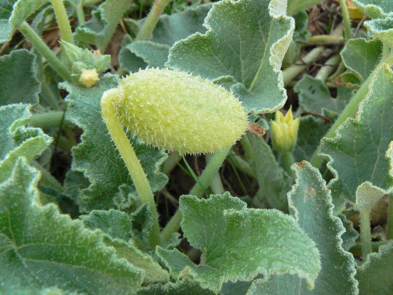 Бешеный огурец Ecballium elaterium