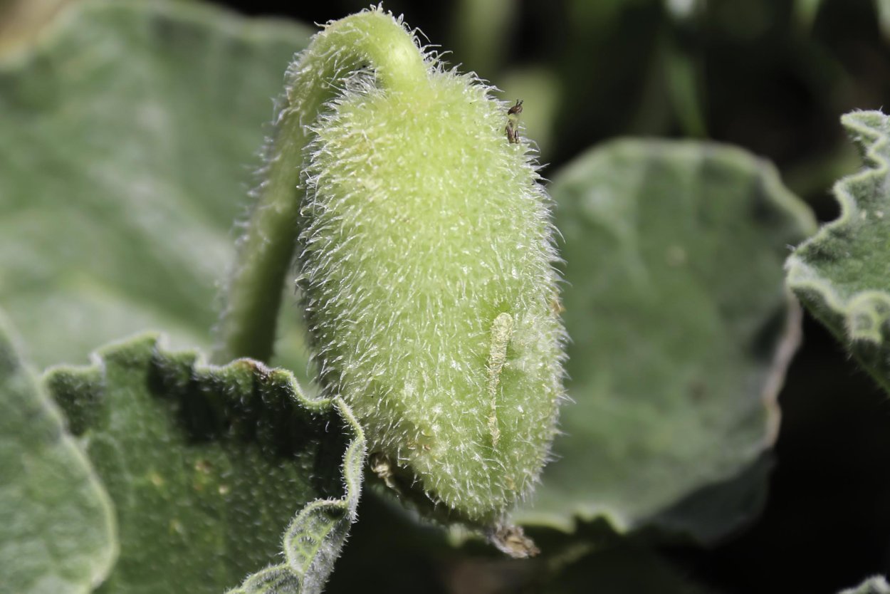 Дурман бешеный огурец