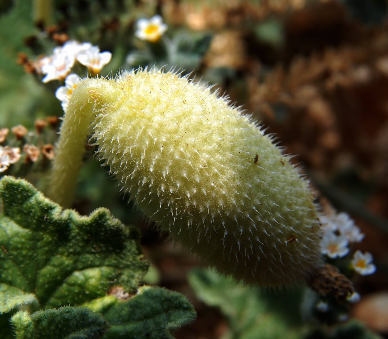 Бешеный огурец растение