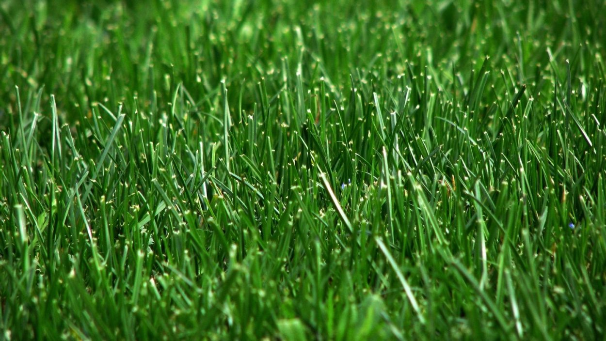 Полевая трава пахучая зелёная