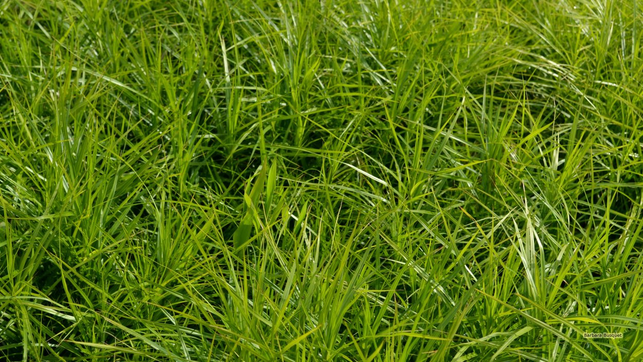 Текстура для архикад газон