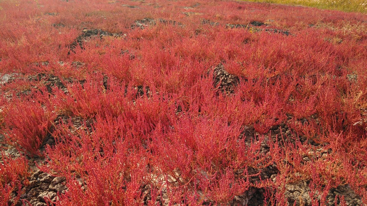 Галофиты солянки