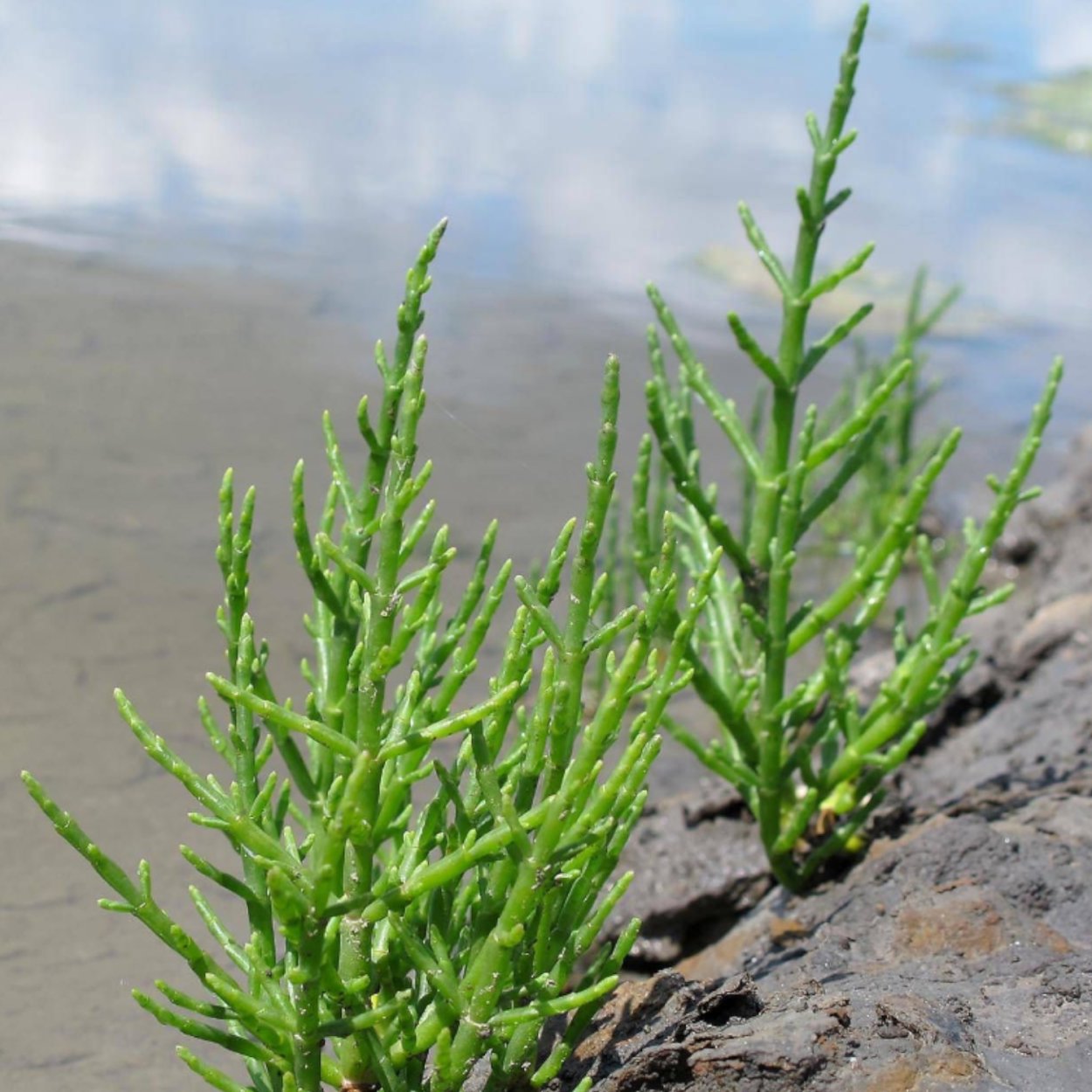 Солерос (Salicornia)