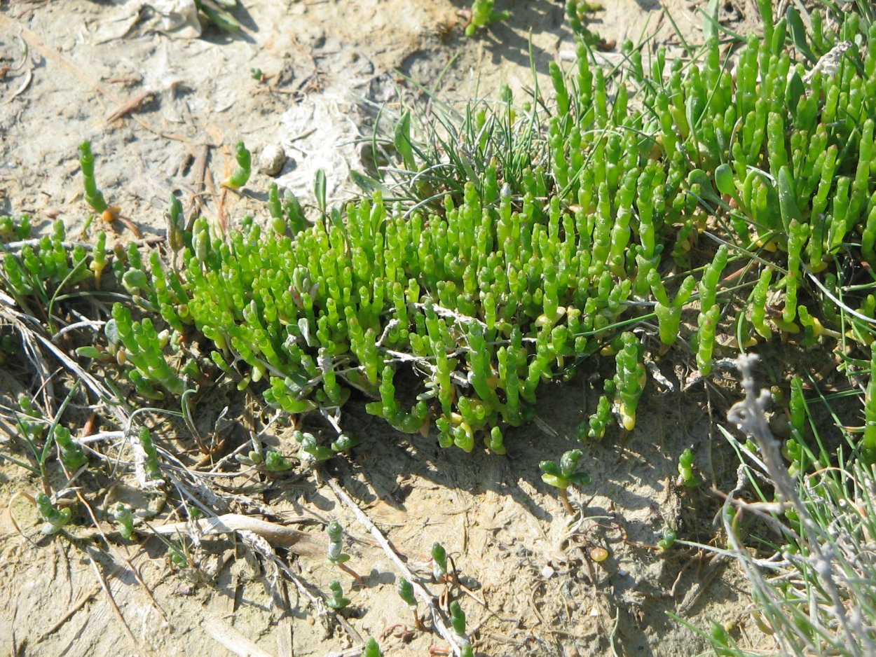 Солерос травянистый Salicornia herbacea