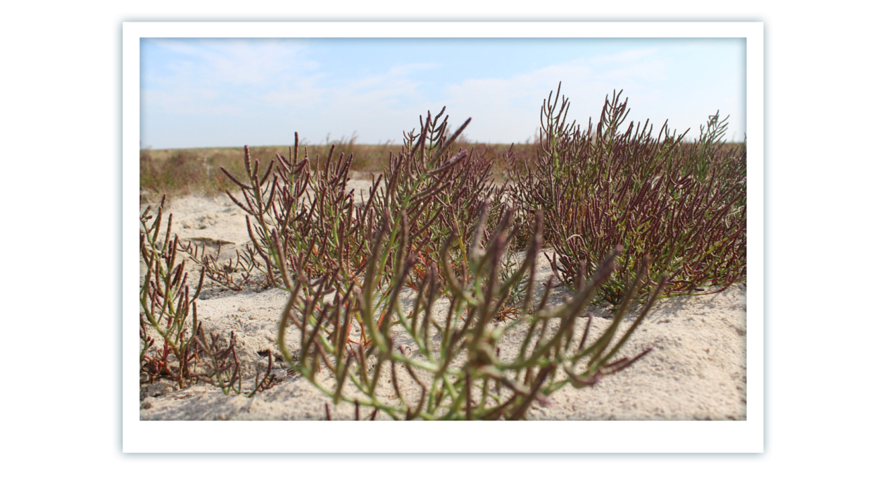 Солерос травянистый