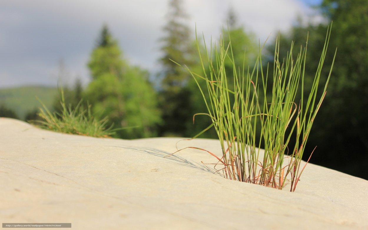 Тимьян Богородский