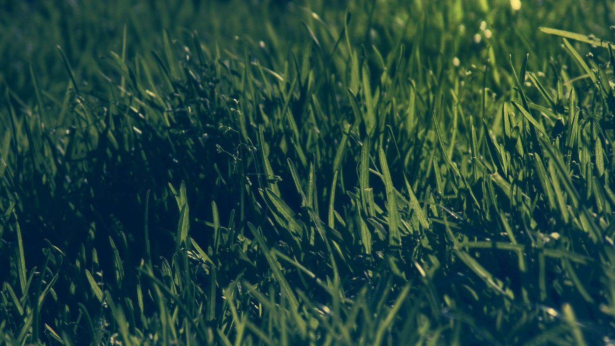 Трава Эстетика