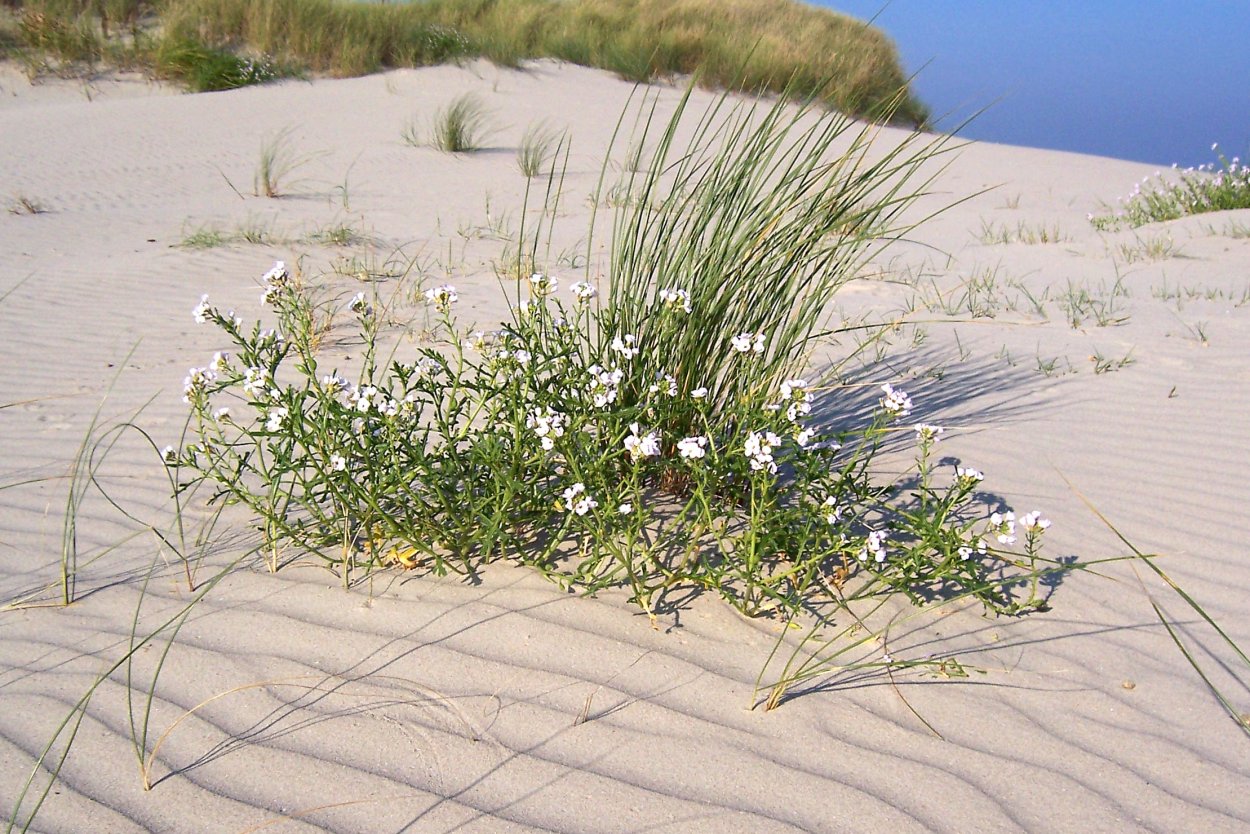 Солончак трава