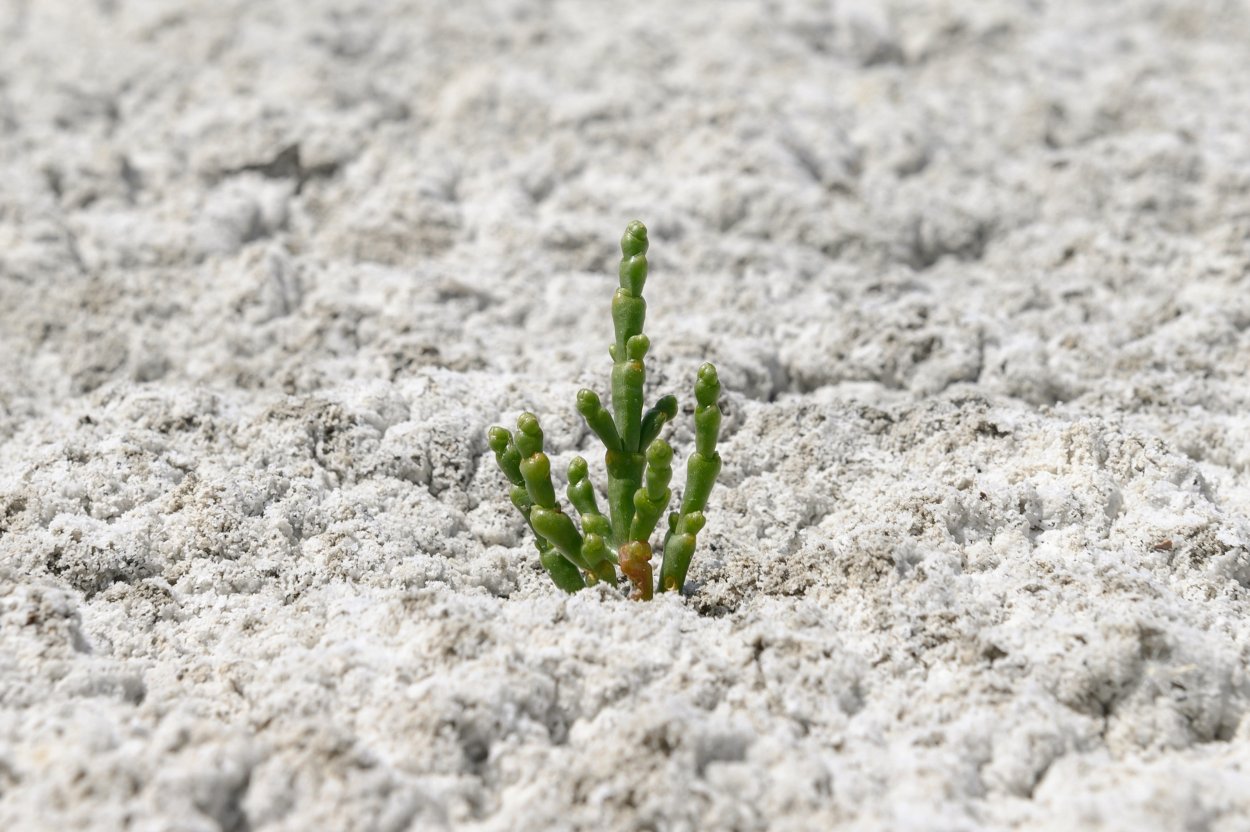 Суставит солерос