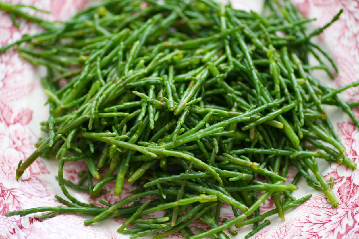 Саликорния в кулинарии