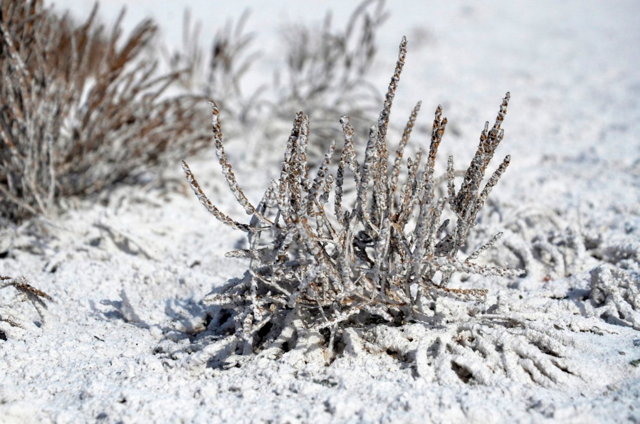Солерос (Salicornia)