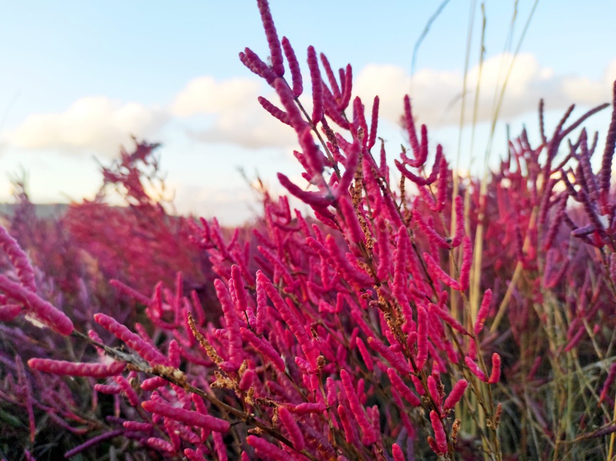 Солерос помидоры фото